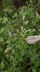 Allium siculum