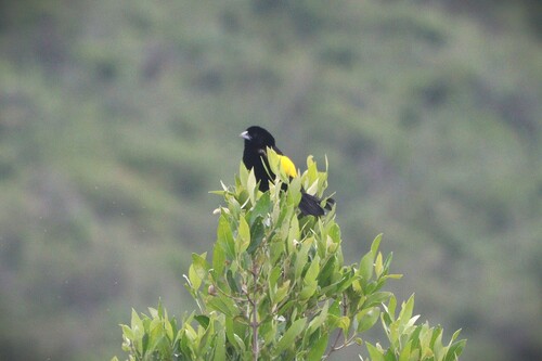Yellow Bishop (Euplectes capensis), photo 3