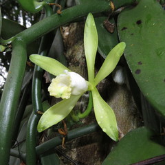 Vanilla bahiana