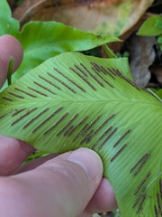 Asplenium hemionitis, photograph (c) Michael, Antoni and Nihat Hinczewski, some rights reserved (CC BY)