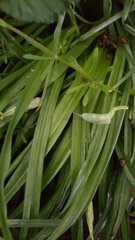 Allium siculum