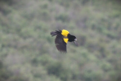 Yellow Bishop (Euplectes capensis), photo 8