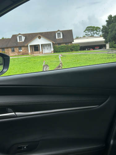 Sandhill Crane observed by noahp207