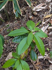 Persea indica
