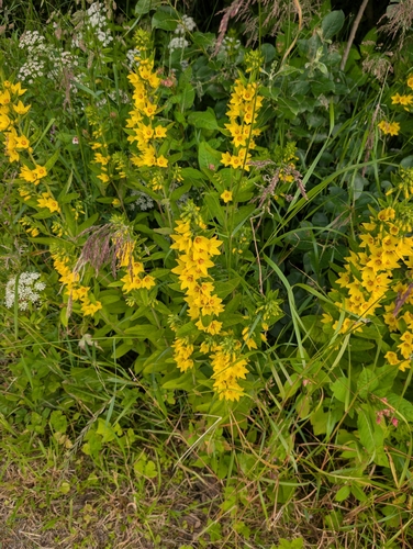 Dotted Loosestrife