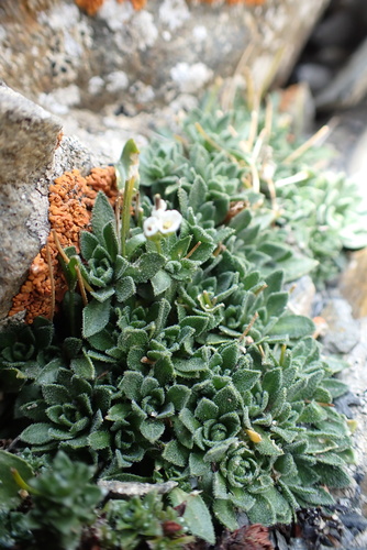 Draba dubia