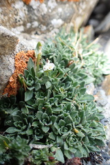 Draba dubia, photograph (c) Antoine MARNAT, some rights reserved (CC BY)