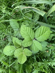 Rubus fruticosus