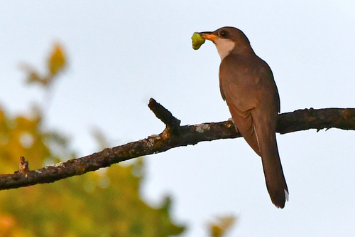 Yellow-billed Cuckoo observed by johnfrisch