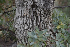 Quercus oblongifolia
