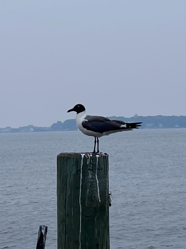 Laughing Gull observed by bnyg3