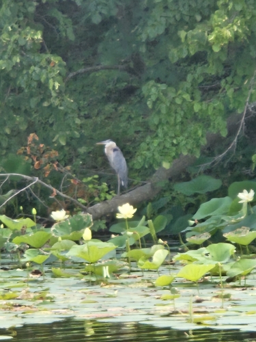 Great Blue Heron observed by jude26404