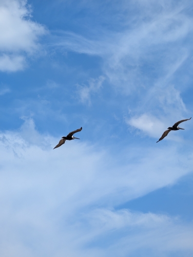 Brown Pelican observed by chloe62237