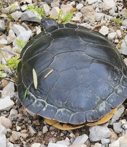 Midland Painted Turtle observed by jenna-mcguire