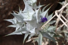 Salvia funerea