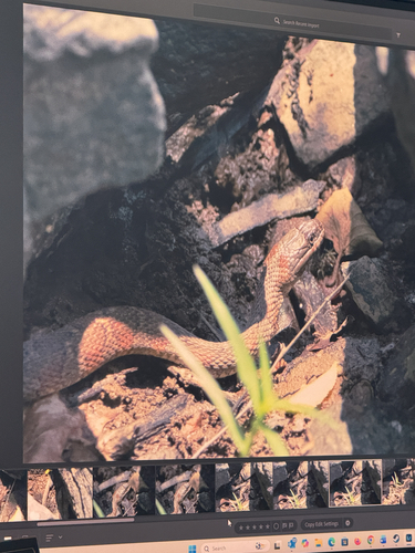 Common Watersnake observed by thevombatus