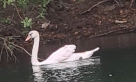 Höckerschwan observed by li-wef