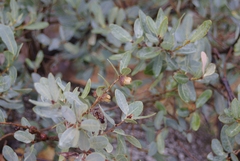 Quercus oblongifolia