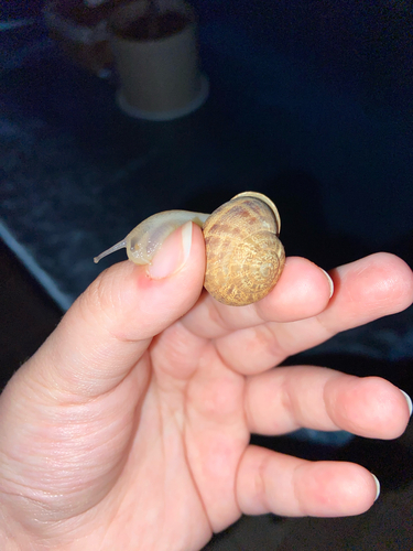 Chocolate-band Snail