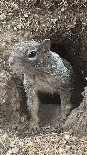 Rock Squirrel observed by sendmeapeach