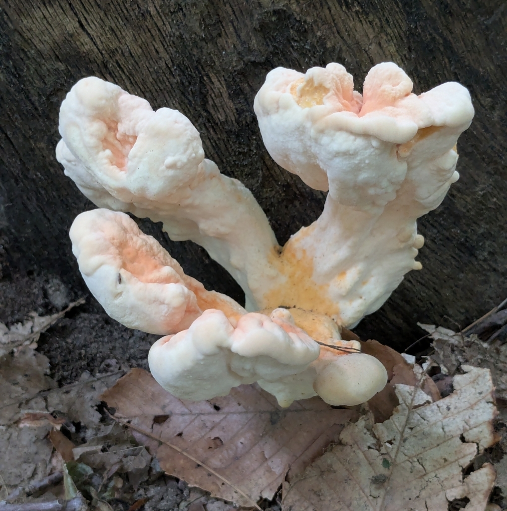 White-pored Chicken of the Woods · July 2026 · photo: Photo: (c) kneewalden, some rights reserved (CC BY) · iNaturalist