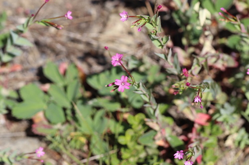 Epilobium glaberrimum, photograph 4