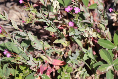 Epilobium glaberrimum, photograph 5