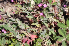 Epilobium glaberrimum, photograph author not stated, no rights reserved
