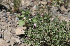 Epilobium glaberrimum, photograph author not stated, no rights reserved