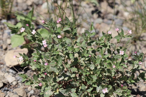 Epilobium glaberrimum, photograph 3