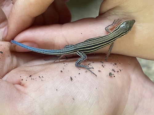 Six-lined Racerunner