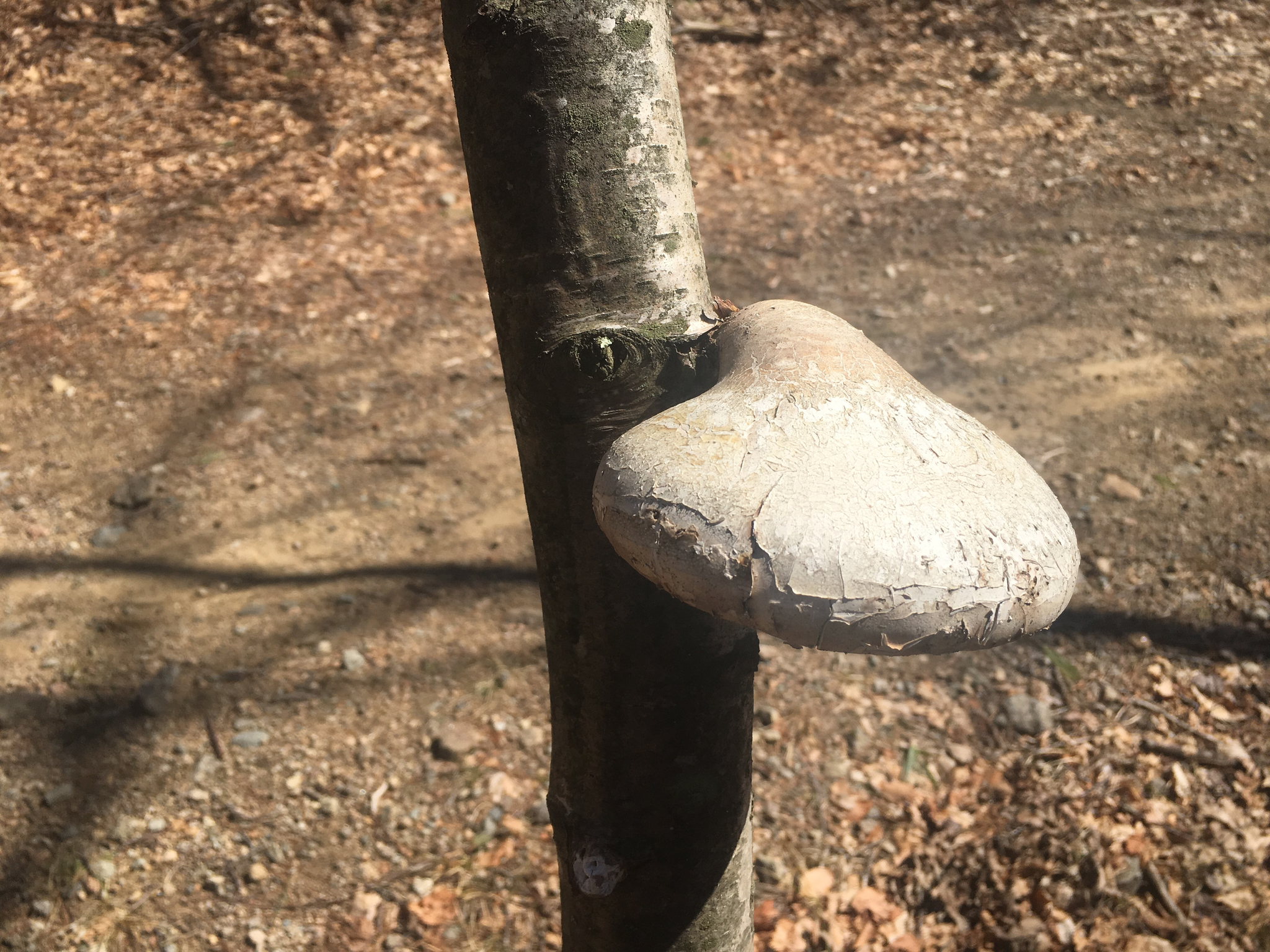 Piptoporus betulinus image