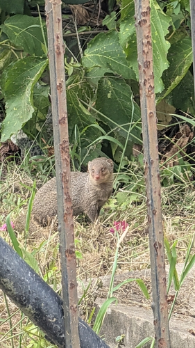 Small Indian Mongoose