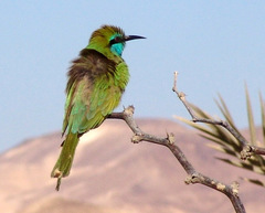 Merops cyanophrys cyanophrys