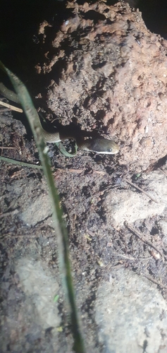 Red-lipped Snake