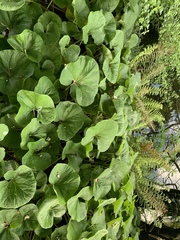 Petasites pyrenaicus