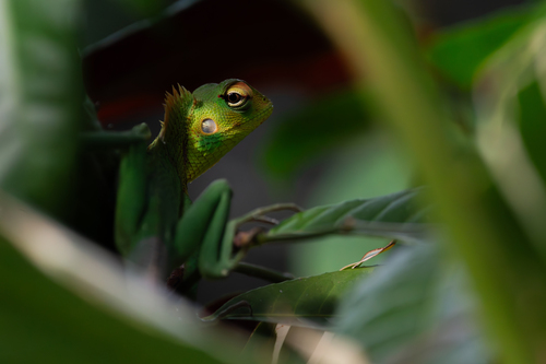 Common Green Forest Lizard
