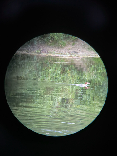 Gänsesäger observed by betzoou