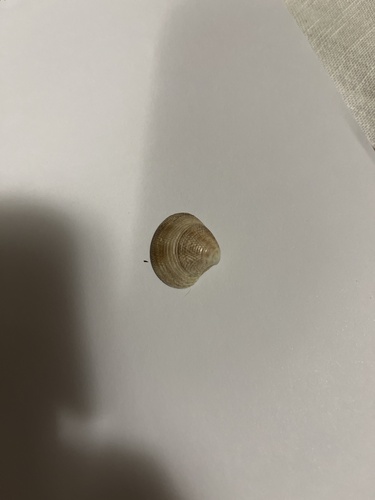 Striped Venus