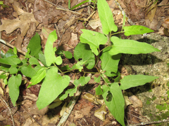 Endodeca serpentaria