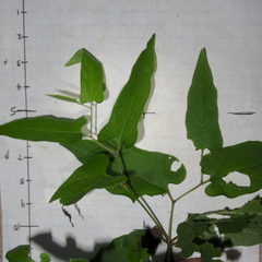 Endodeca serpentaria