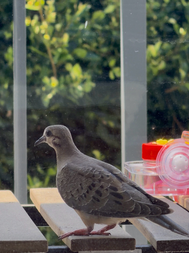 Mourning Dove observed by mrtomthumb