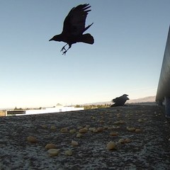 Corvus brachyrhynchos