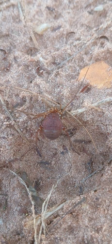 Discocyrtanus pertenuis