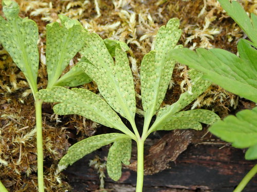 Tranzschelia pruni-spinosae