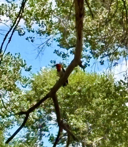 Red-headed Woodpecker observed by alissa_nephew
