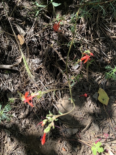 iNaturalist observation photo of Scarlet Gilia