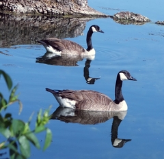 Branta canadensis