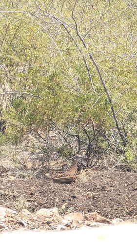 Greater Roadrunner observed by watson_world