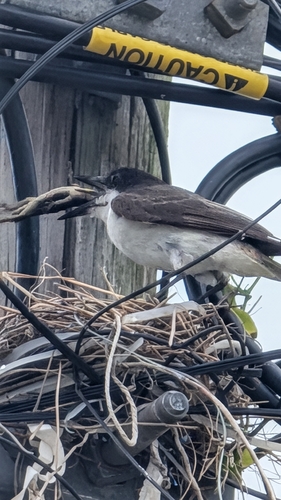 Loggerhead Kingbird
